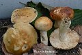 Russula foetens-amf1692